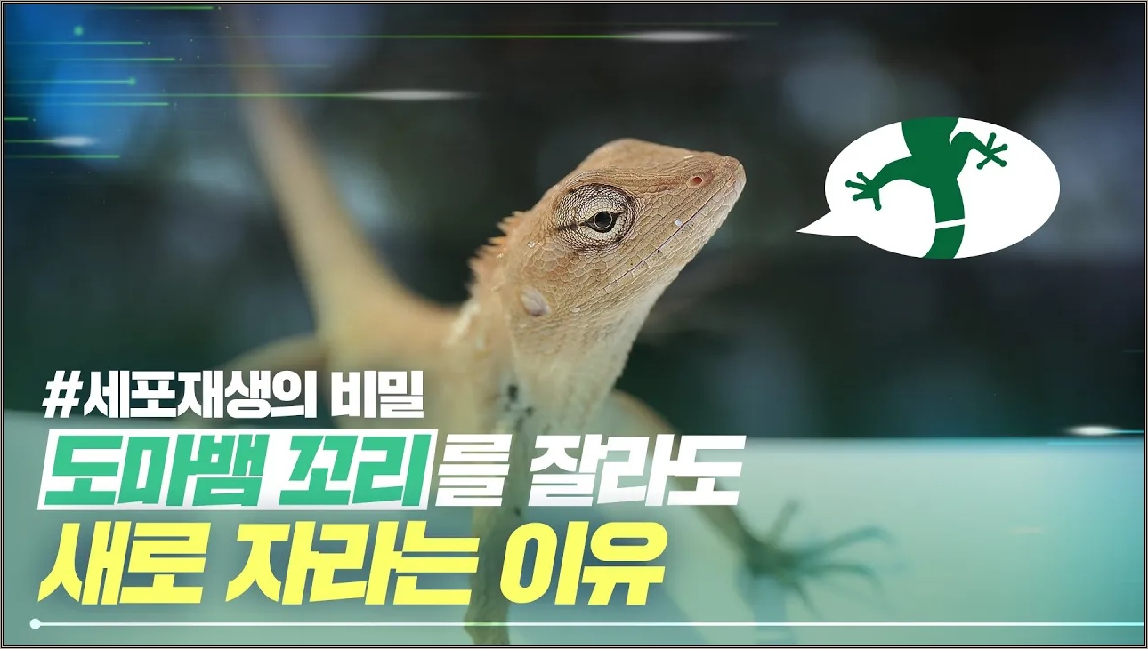 도마뱀 꼬리는 어떻게 다시 자라는 걸까? 세포재생의 비밀