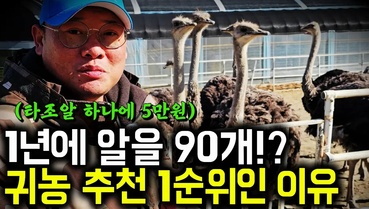 귀농 추천 1순위인 이유 "1년에 알 90개 낳는 타조… 왜 아무도 안 하세요?"
