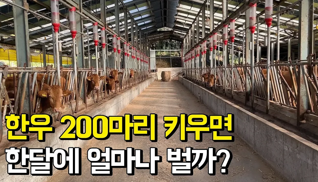 연매출 8억 내는 축산2세 한우농장의 하루일과ㅣ휴먼스토리ㅣ장사의신ㅣ30대자영업자이야기