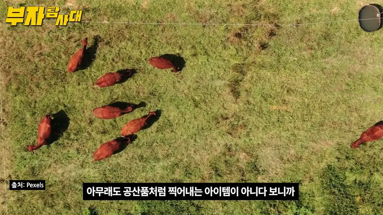 6개월 만에 다시 찾은 한우 88 도매장! 가격 그대로? - 현장 스냅 2 - 한우88도매장