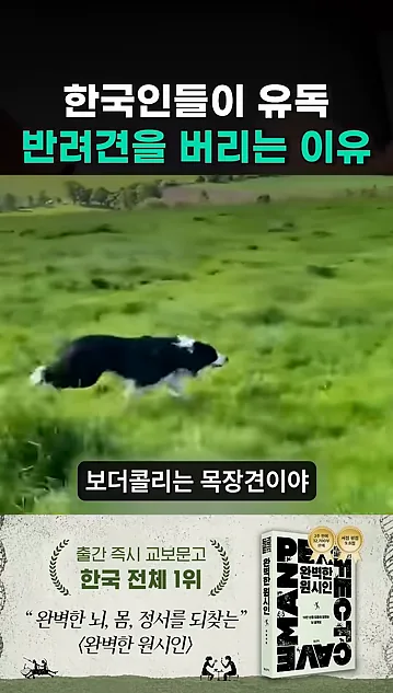 한국이 유독 유기견이 많은 이유 - 주요 포인트 2 - 유기견