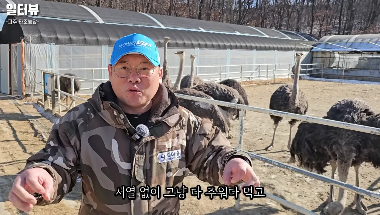 귀농 추천 1순위인 이유 '1년에 알 90개 낳는 타조… 왜 아무도 안 하세요?' - 현장 스냅 1 - 귀농