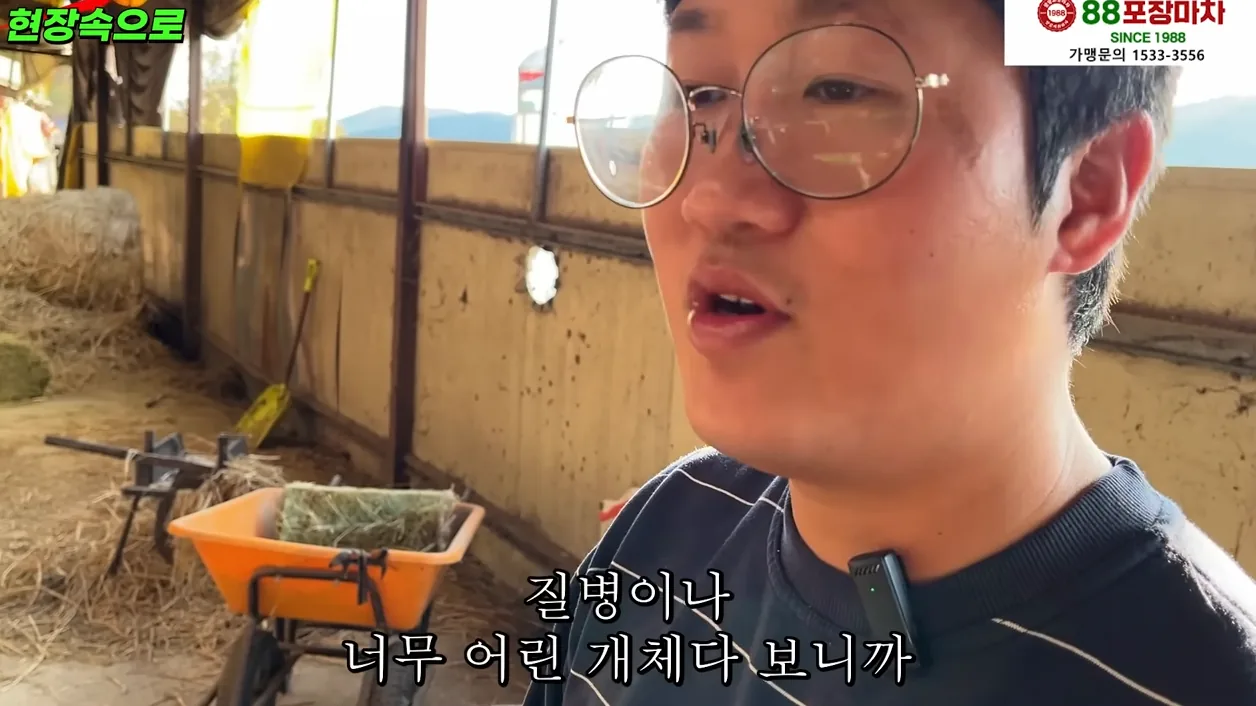 연매출 8억 내는 축산2세 한우농장의 하루일과ㅣ휴먼스토리ㅣ장사의신ㅣ30대자영업자이야기 - 본문 이미지 2 - 축산업